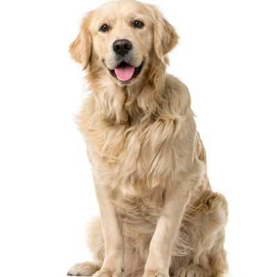 Probi&oacute;ticos para perros: beneficios