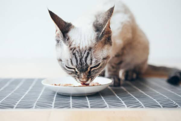 Alimentos prohibidos para gatos: Lista de comidas t&oacute;xicas y peligrosas