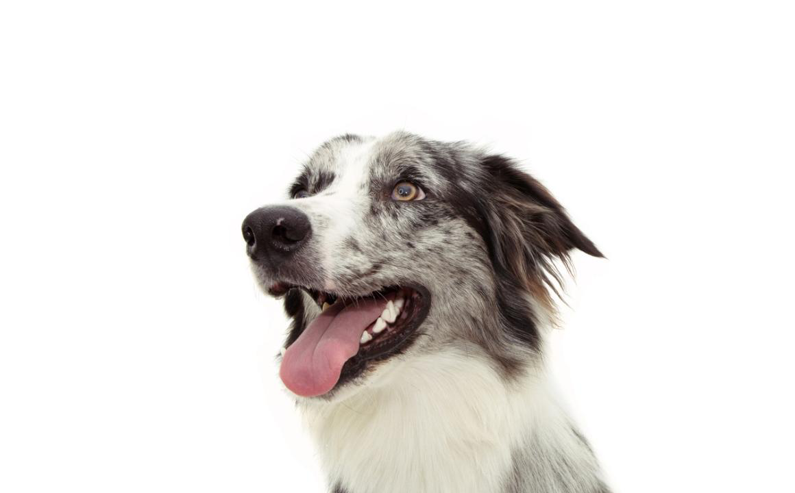 Todo sobre las encias inflamadas en perros