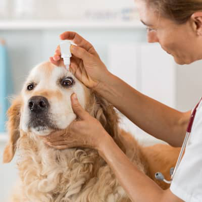 K&Ouml;PEĞİNİZDEKİ G&Ouml;Z AKINTISI NASIL TEDAVİ EDİLİR?