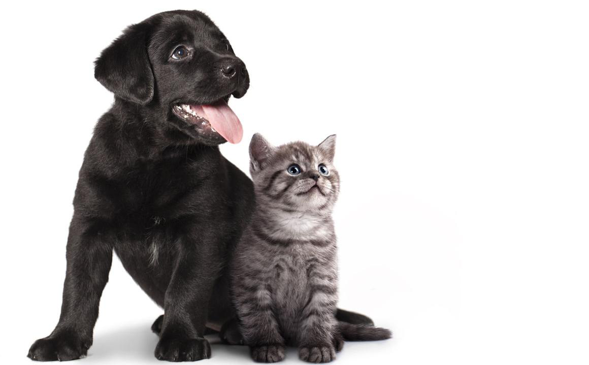 C&oacute;mo afrontar el post-confinamiento con tu cachorro o gatito