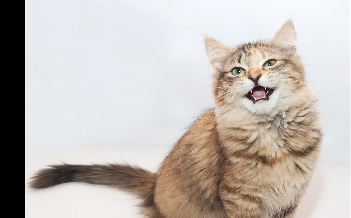 MIJN KAT MIAUWT VEEL, IS DAT NORMAAL?