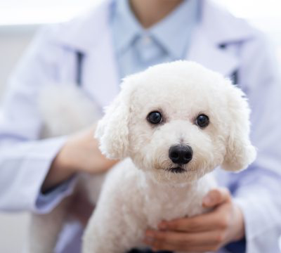 La leishmaniose chez le chien: sympt&ocirc;mes et pr&eacute;vention