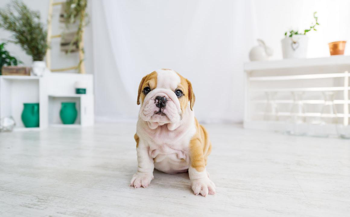 Mon chiot ne veut pas se promener