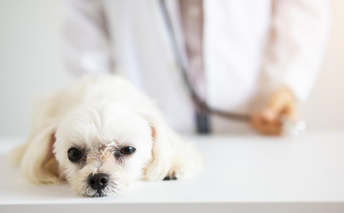 LEISHMANIA BIJ HONDEN: SYMPTOMEN EN BEHANDELING