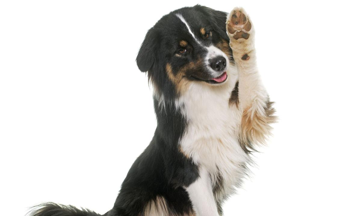 Coussinet du chien : qu&rsquo;est-ce que c&rsquo;est et comment en prendre soin ?