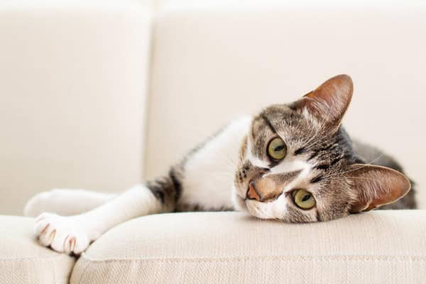 VOMITO DEL GATTO: CAUSE E COME PREVEDERLO