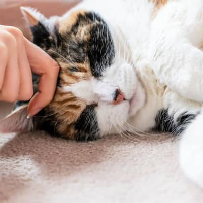 &iquest;Qu&eacute; hacer si mi gato vomita espuma blanca y est&aacute; deca&iacute;do?