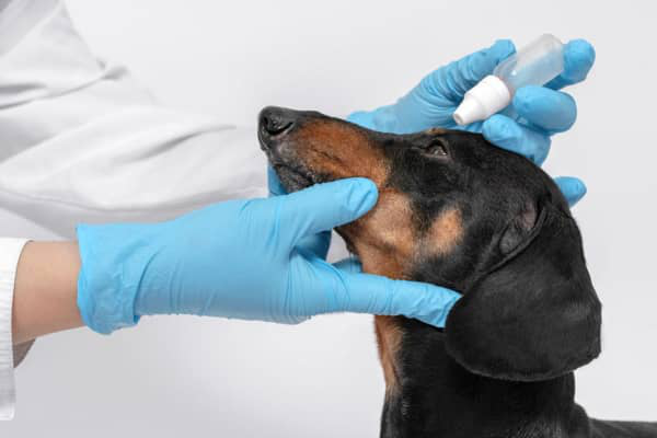 Z&aacute;nět spojivek u tv&eacute;ho psa: př&iacute;činy a l&eacute;čba