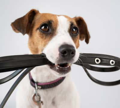 &iquest;Cu&aacute;ndo puede salir un cachorro a la calle?