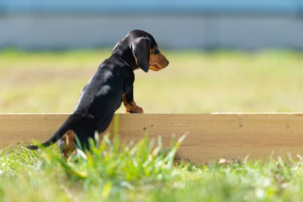 Pancr&eacute;atite chez le chien : signes et traitements