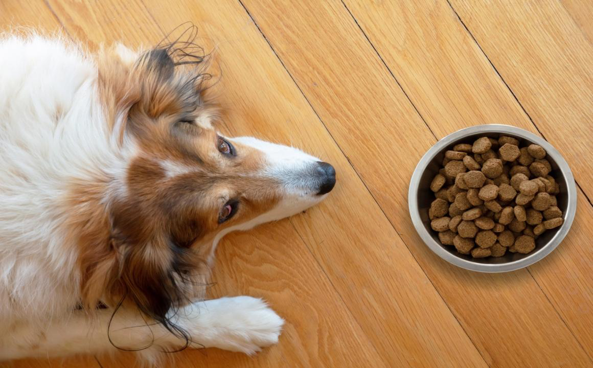 Allergia alimentare cane: sintomi e dieta