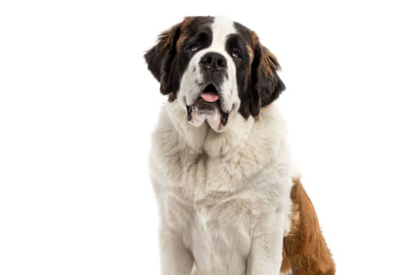 Displasia de cadera en perros: razas m&aacute;s predispuestas y su tratamiento