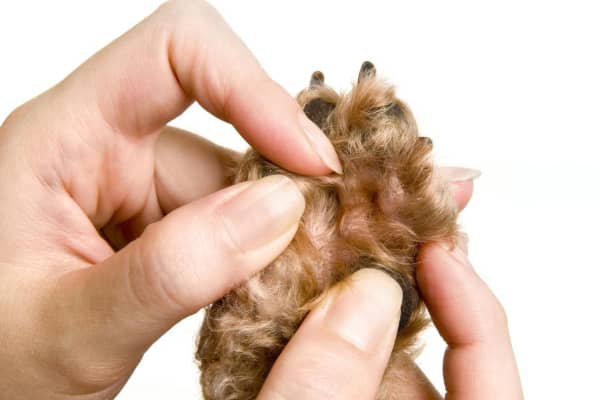 &Phi;&lambda;&epsilon;&gamma;&mu;&omicron;&nu;ή &sigma;&tau;&omicron; &pi;έ&lambda;&mu;&alpha; &tau;&omicron;&upsilon; &sigma;&kappa;ύ&lambda;&omicron;&upsilon;, &tau;&iota; &nu;&alpha; &kappa;ά&nu;&omega;;