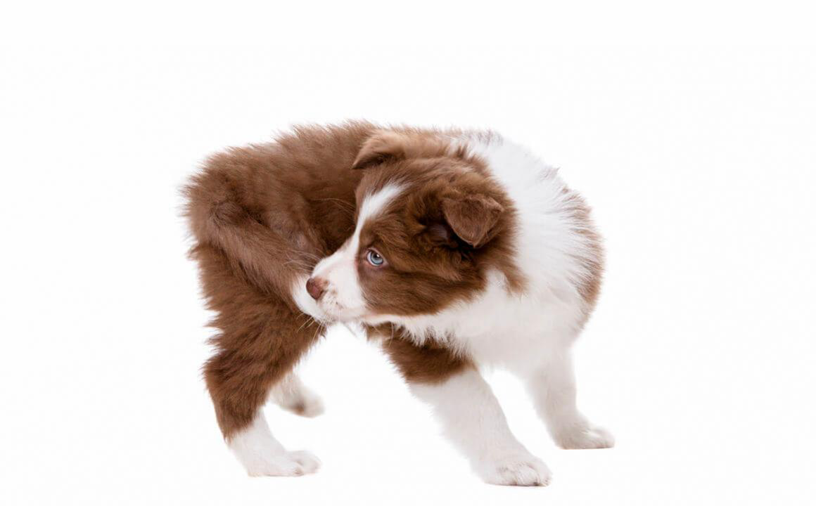 Estereotipia en perros: causas y tratamiento