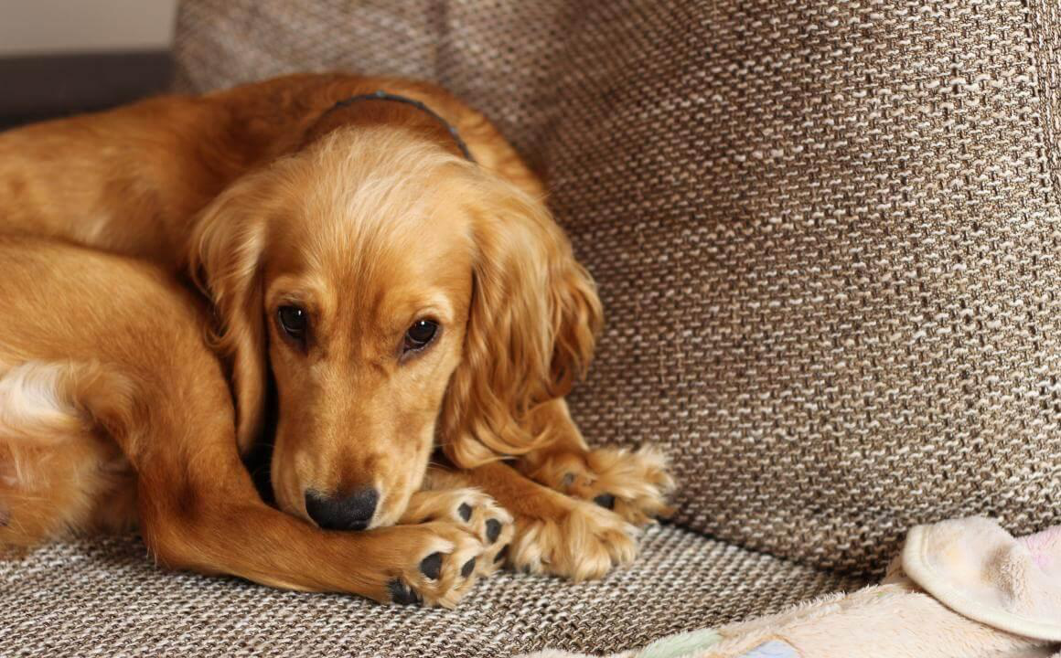 Ortopedia para perros: &iexcl;activos m&aacute;s tiempo!