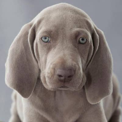 Weimaraner. Curiozități