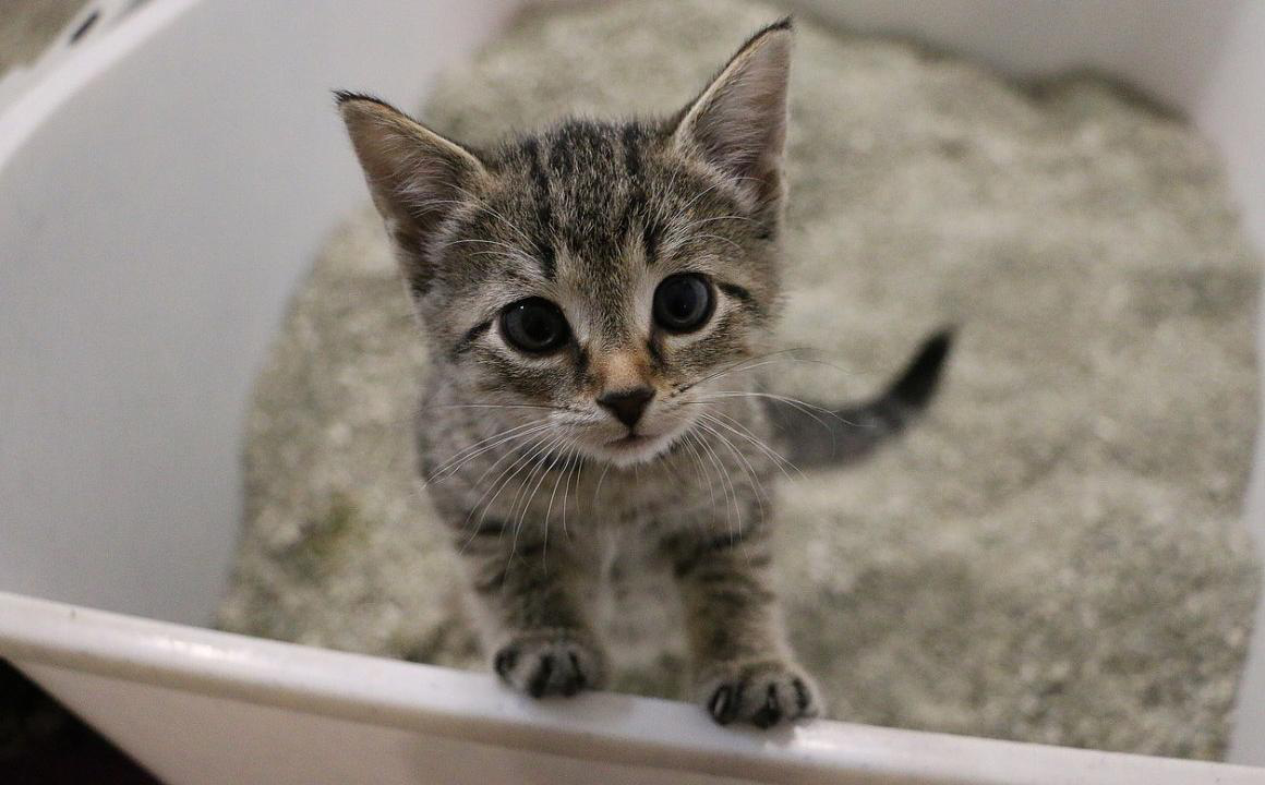 Cristaux dans l&rsquo;urine du chat : causes