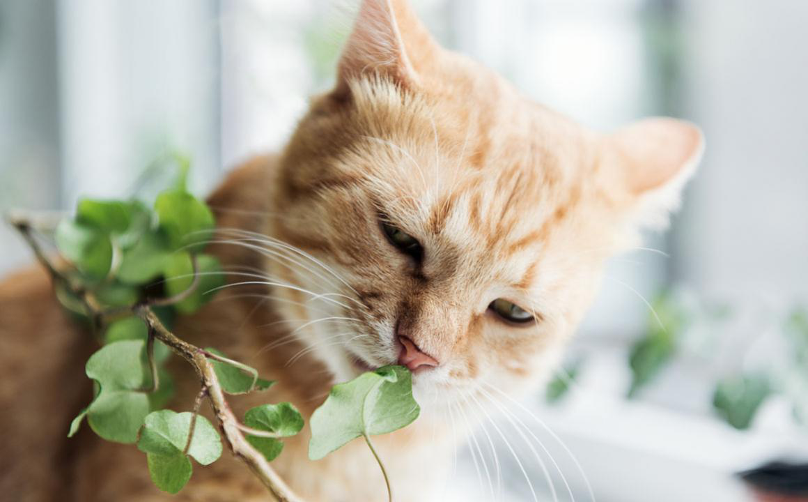 Quali sono le piante velenose per gatti?