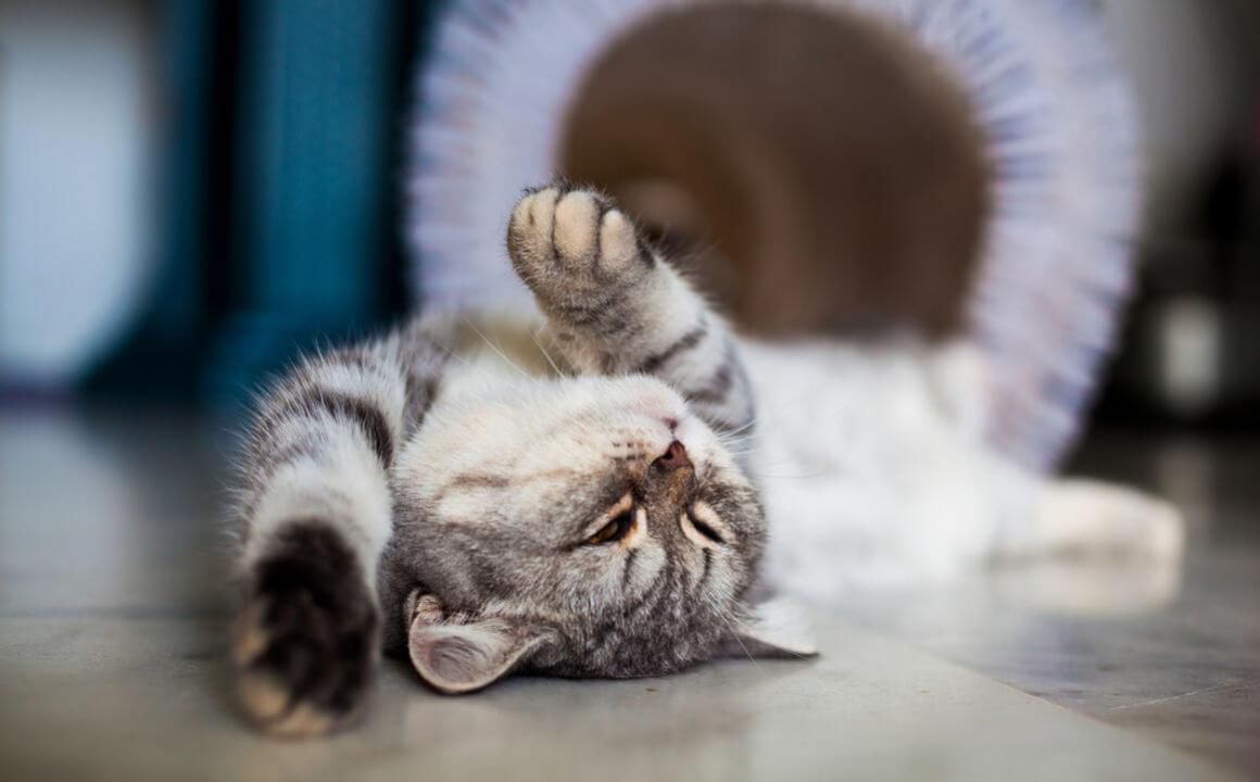 MAZLIET PAR KAĶA ANATOMIJU