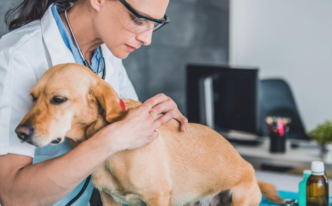 Acne cane, perch&eacute; compare?