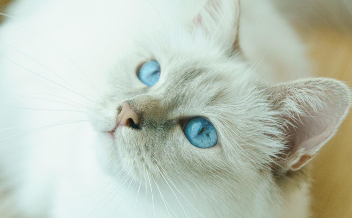 Diabete nei gatti: sintomi e trattamento