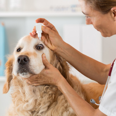 &iquest;Por qu&eacute; mi perro tiene los ojos rojos? &iquest;Tiene tratameinto?