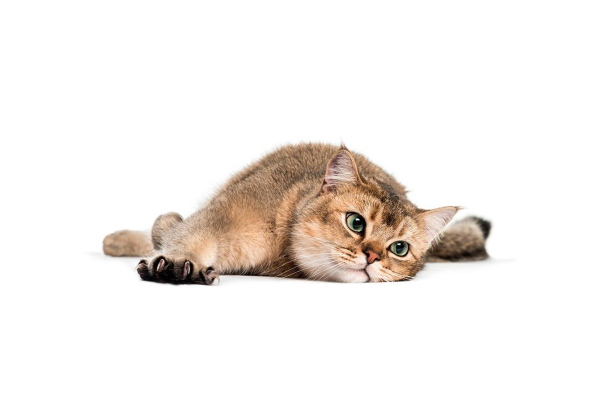 KEDİNİZDE BİR YAĞ BEZESİ FARK ETTİĞİNİZDE NE YAPMALISINIZ?