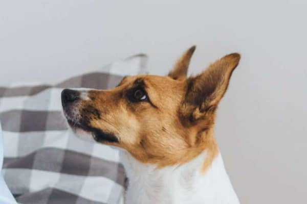 Mon chien a la diarrh&eacute;e : causes et traitement