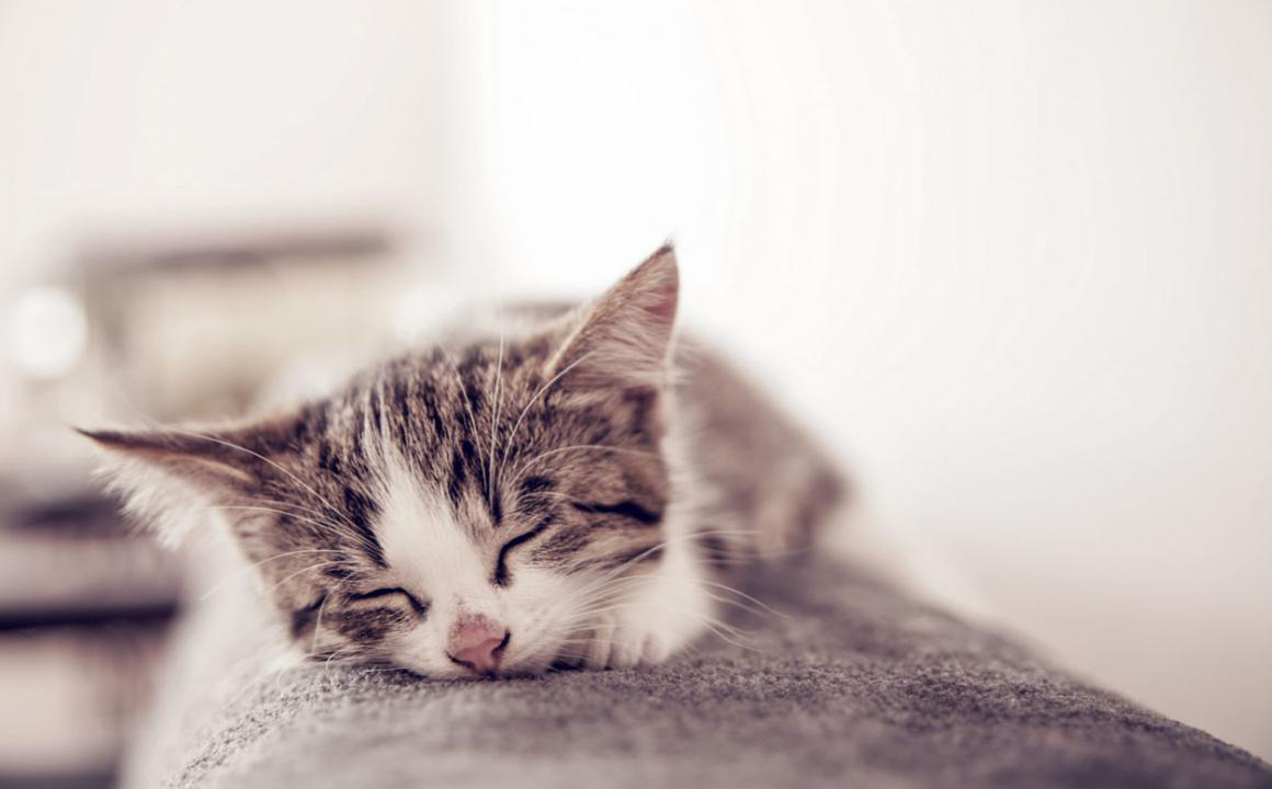 MON CHAT EST FATIGU&Eacute;