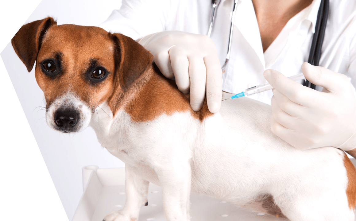 Quando devo vaccinare il mio cane?