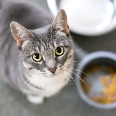 Come deve essere il cibo umido per gatti con problemi intestinali?