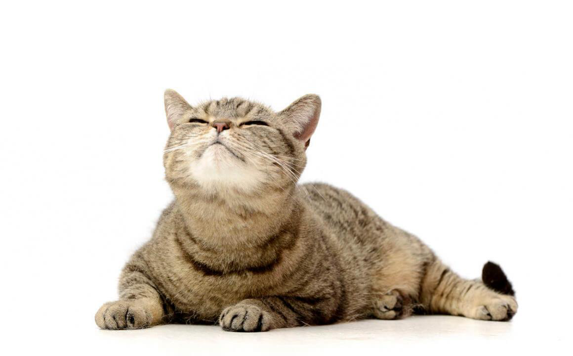 &iquest;C&oacute;mo curar el acne felino?