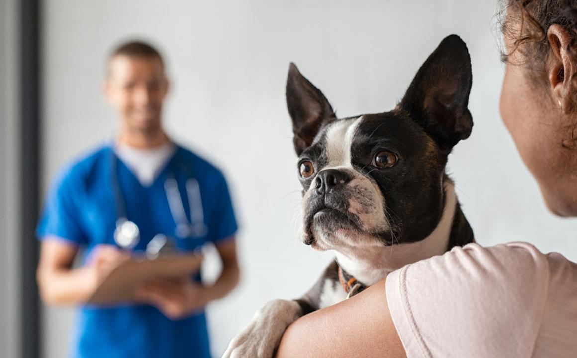 Il mio cane ha la tosse secca e i conati: cos'ha che non va?