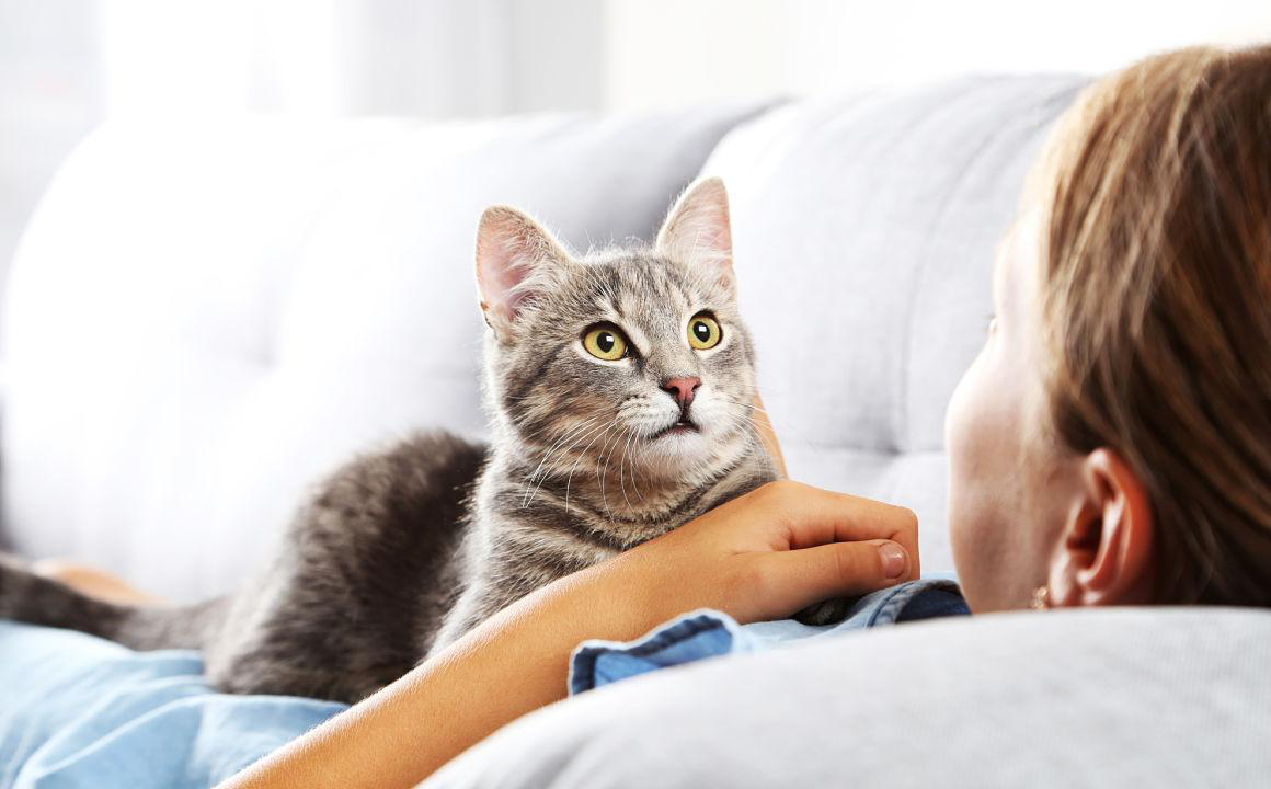 Il mio gatto non mangia, cosa devo fare?
