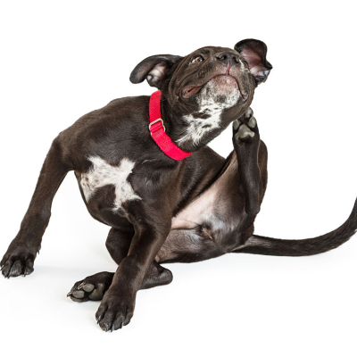 K&ouml;peğim &Ccedil;ok Kaşınıyor: Neden?