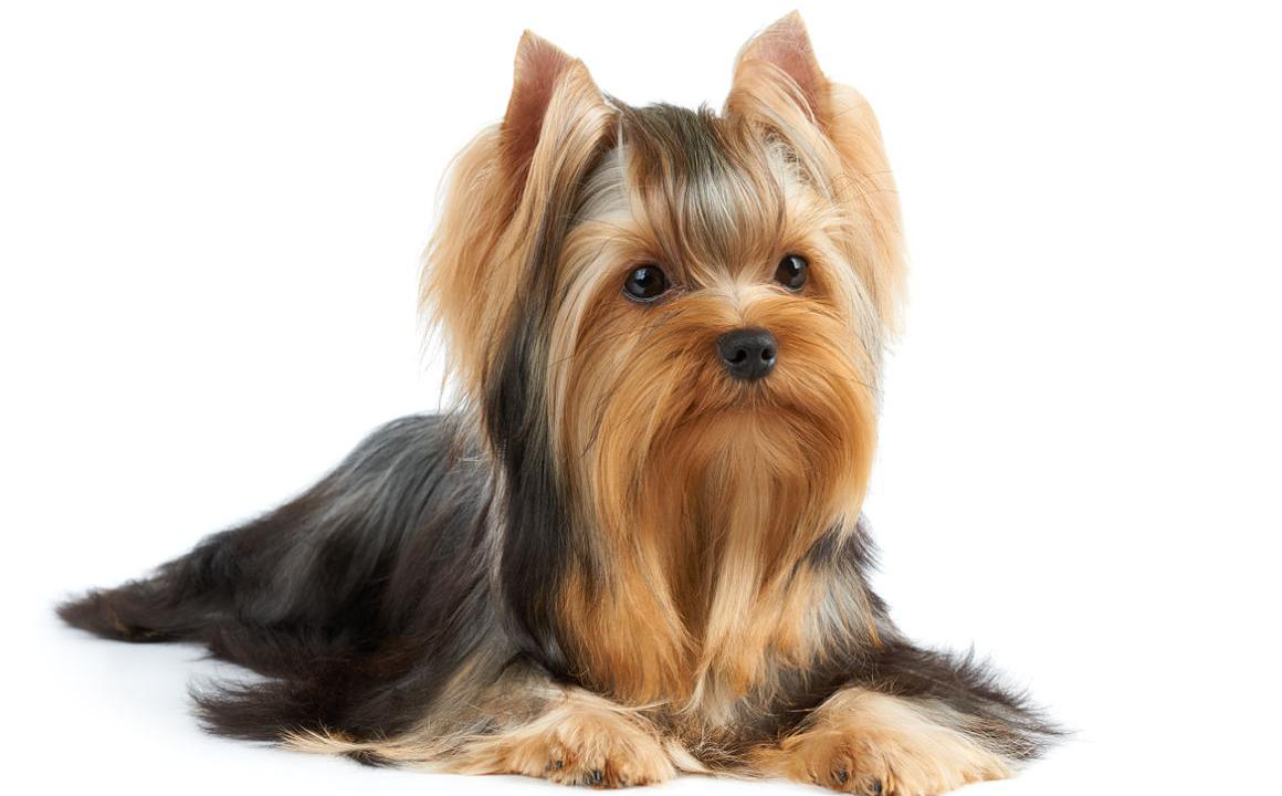 El yorkshire terrier