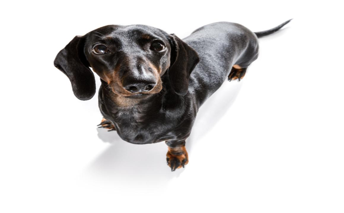 Cristalli nelle urine del cane: cause, tipi e trattamento