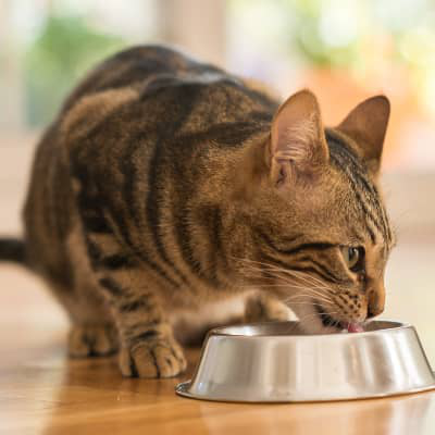 O bem-estar dos gatos &eacute; tamb&eacute;m a sua sa&uacute;de