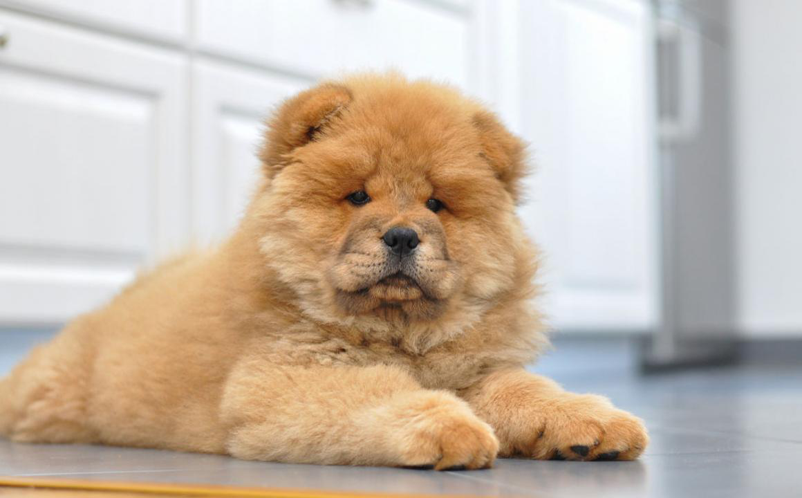 El perro chow chow