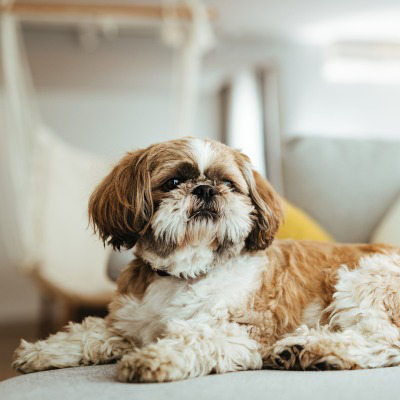 Glucosa en perros: c&oacute;mo ayudar a un perro diab&eacute;tico