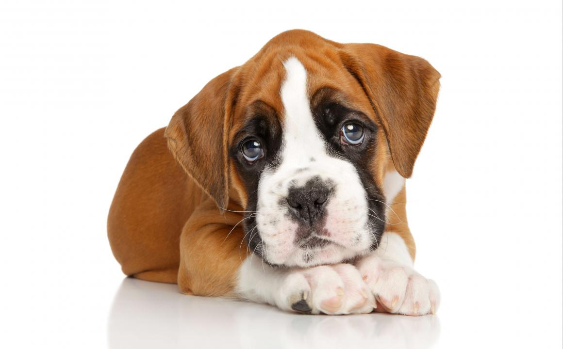 El cachorro B&oacute;xer