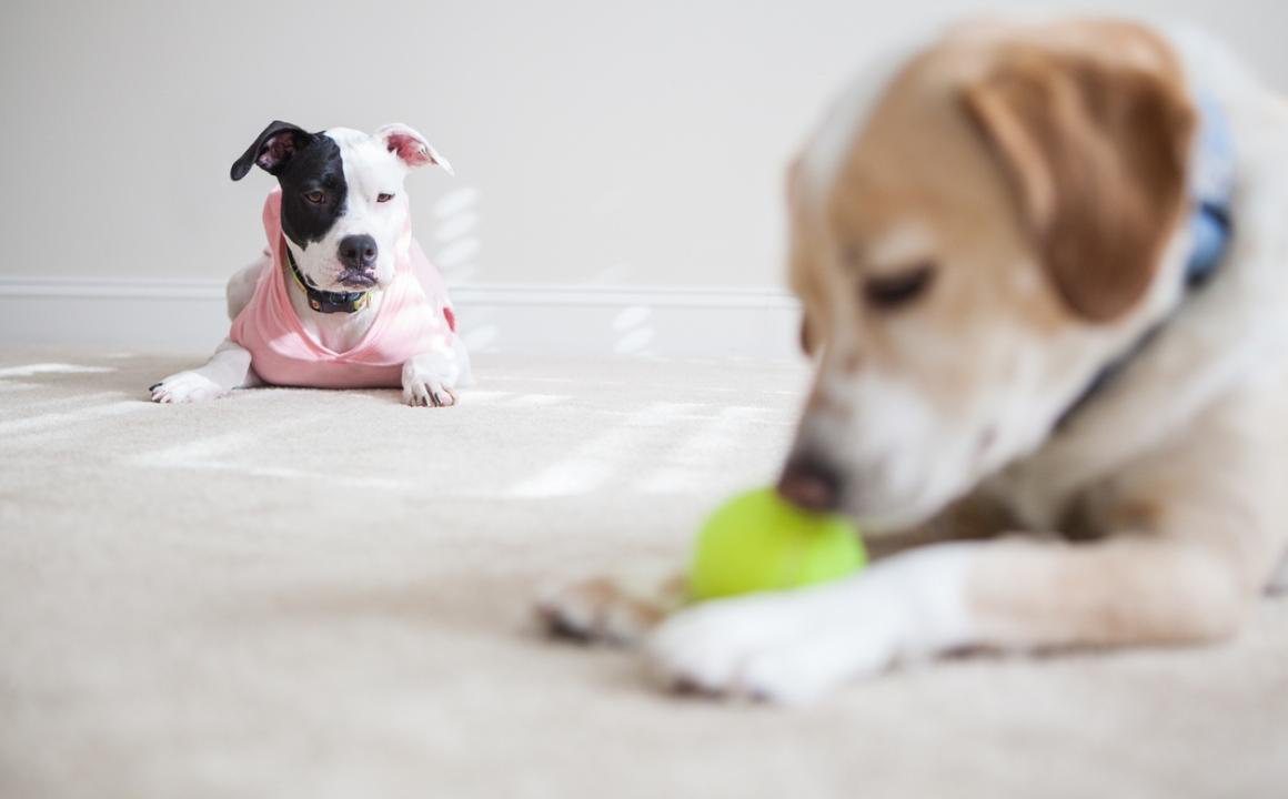 Celos en los perros: &iquest;c&oacute;mo tratarlos?