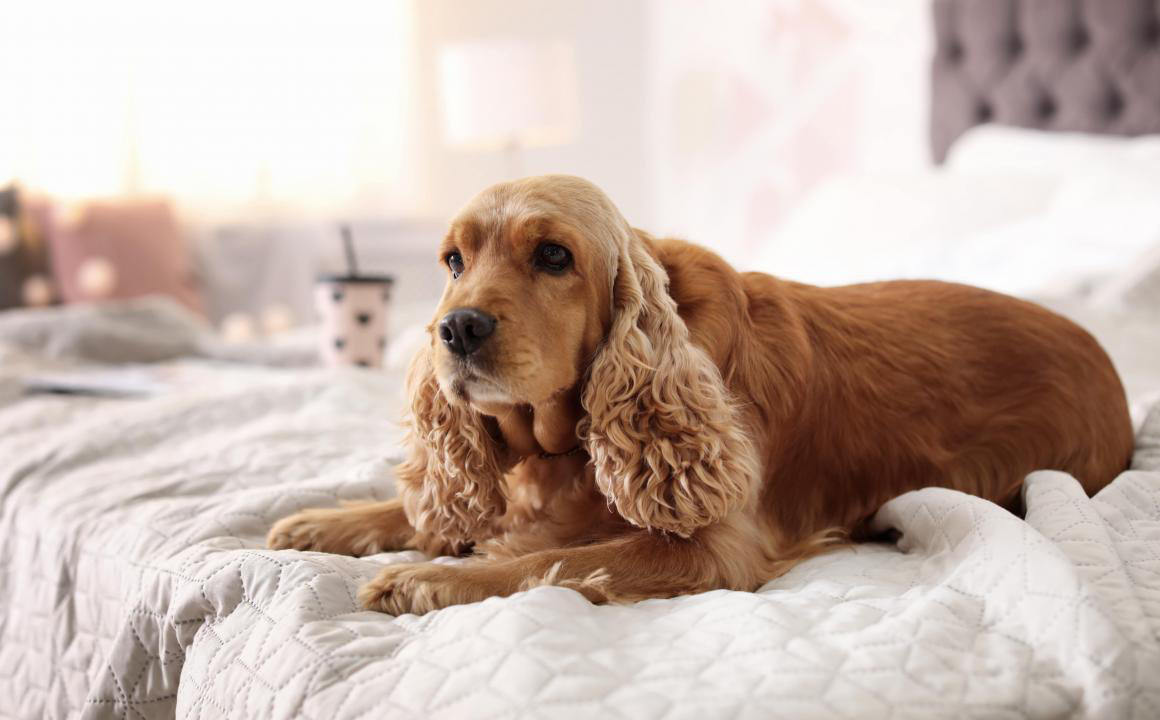 K&ouml;peklerde alerji̇: tedavi̇ ve t&uuml;rleri