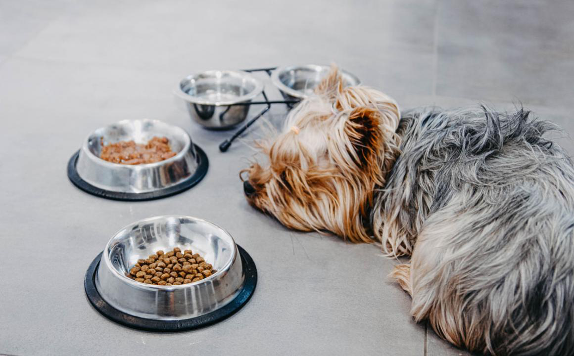 &iquest;Por qu&eacute; mi cachorro no quiere comer? y que hacer