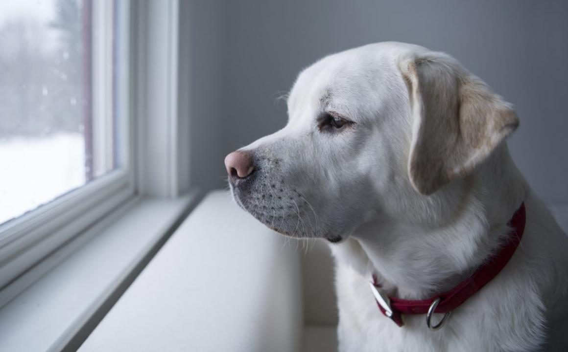 Come riconosere e aiutare un cane ansioso