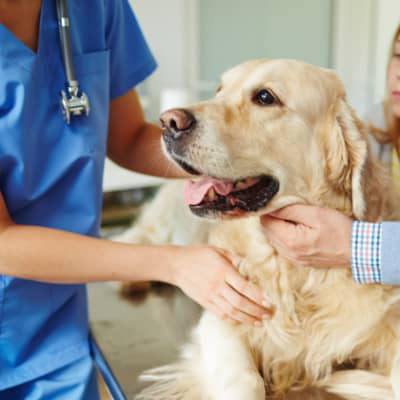 Huidkanker bij honden: soorten kanker, hoe je deze kunt opsporen, de behandeling en preventie.