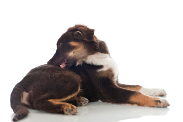 &Pi;ώ&sigmaf; &nu;&alpha; &mu;&epsilon;&iota;ώ&sigma;&epsilon;&tau;&epsilon; &tau;&omicron;&nu; &kappa;&nu;&eta;&sigma;&mu;ό &sigma;&tau;&alpha; &sigma;&kappa;&upsilon;&lambda;&iota;ά;