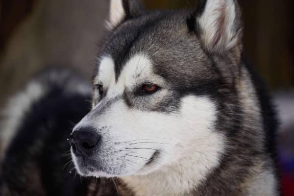 Husky Siberian