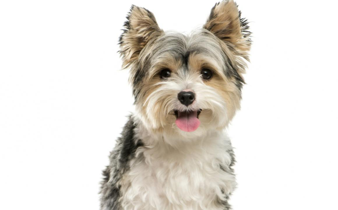 &iquest;Tu perro tiene las encias negras y no sabes qu&eacute; puede estar pasando? Las respuestas aqu&iacute;